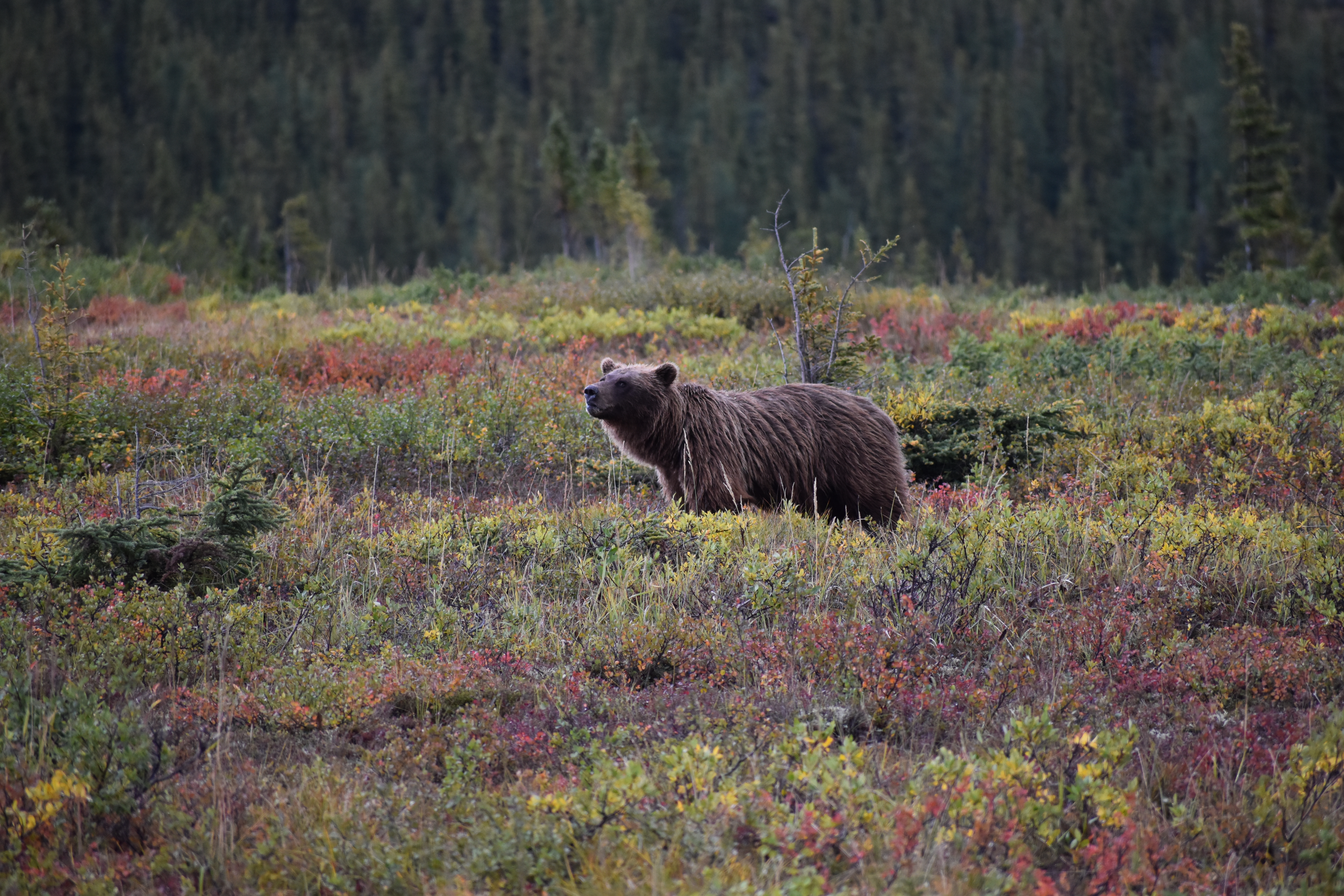 A photograph of a grizzly bear that I took while driving the Dempster Highway in the Northwest Territories, Canada
